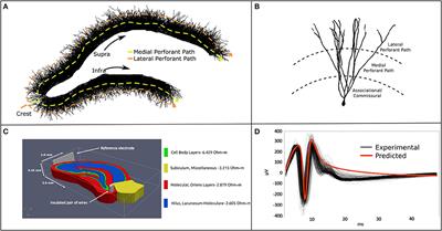 Admittance Method for Estimating Local Field Potentials Generated in a Multi-Scale Neuron Model of the Hippocampus